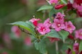 Japanese Weigela japonica, rosey-red, tubular inflorescence